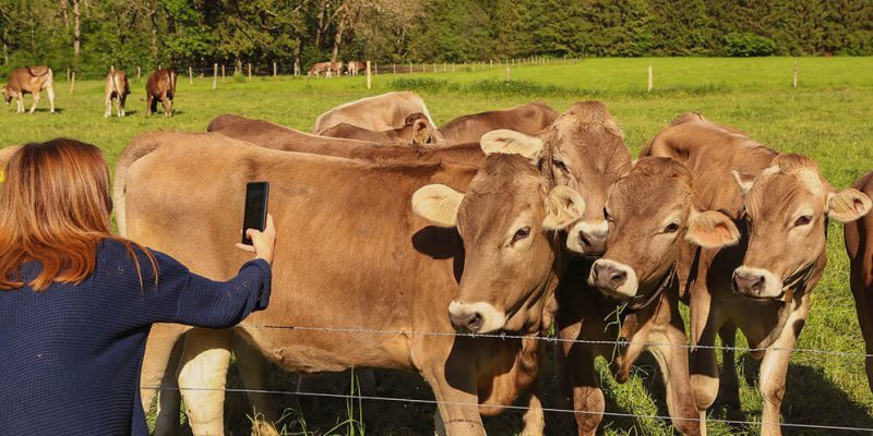 Introduction Cattle Breed Identification App Introduction Cattle Breed Identification App
