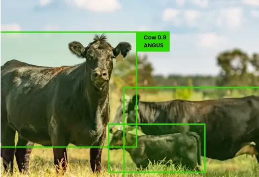 Animal Detection