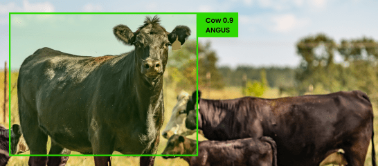Breed Identification_