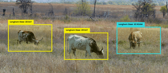 Wildlife Monitoring_