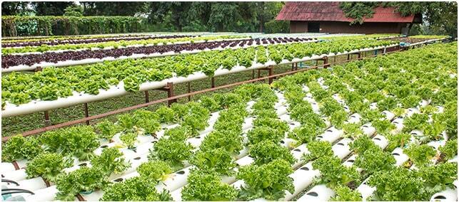 Watson Decision Platform for Agriculture Watson Decision Platform for Agriculture