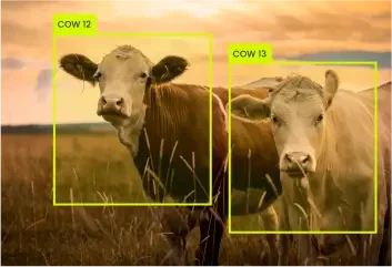 Livestock Detection and Counting Livestock Detection and Counting