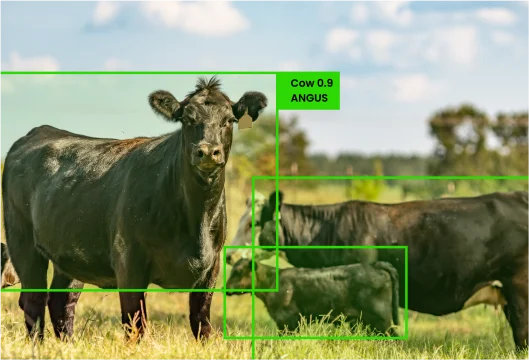Livestock Management Livestock Management