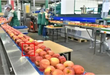Produce Sorting and Quality Control Produce Sorting and Quality Control
